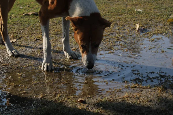 New Delhi, India-Jan 18 2022: Indian Navy soldier's contingent marches during the Republic day rehearsal at Rajpath, New Delhi.
