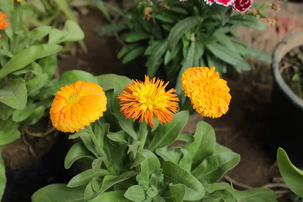 Bahçedeki güzel çiçekler