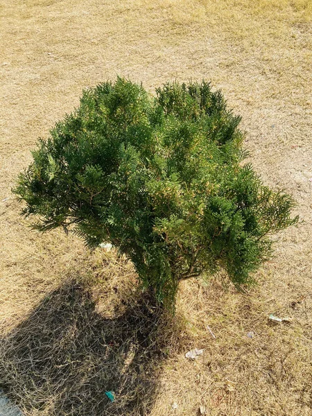 Leyland servisi. Cupressaceae her zaman yeşil kozalaklı. Hızlı büyüyor ve çitler için kullanılıyor..