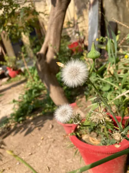 White Creeping Phlox flower - Latin name - Phlox subulata
