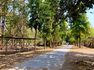 Boş yol, ağaçların altındaki düz asfalt.