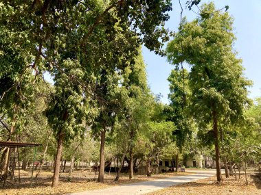 Boş yol, ağaçların altındaki düz asfalt.