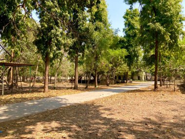 Boş yol, ağaçların altındaki düz asfalt.