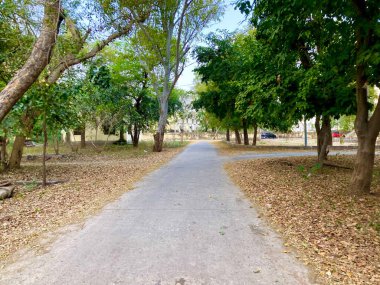 Boş yol, ağaçların altındaki düz asfalt.