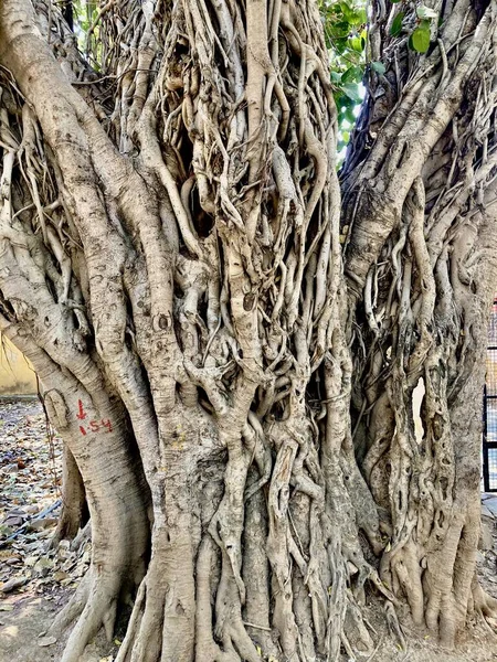 Zbliżenie Starego Bota Lub Drzewa Banyan Duże Korzenie — Zdjęcie stockowe