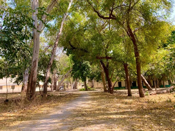 Boş Yol Ağaçların Altındaki Düz Asfalt — Stok fotoğraf