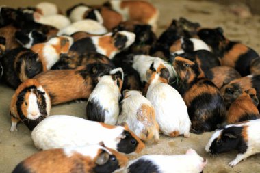 Beyaz arka planda bir grup sevimli paskalya tavşanı. Beyaz arka planda sevimli tüylü tavşan, Paskalya Festivali 'nin hayvan sembolü. Mutlu yıllar 2023, Tavşan Yılı.