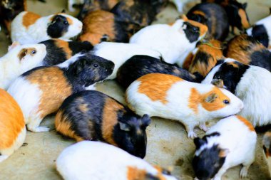 Beyaz arka planda bir grup sevimli paskalya tavşanı. Beyaz arka planda sevimli tüylü tavşan, Paskalya Festivali 'nin hayvan sembolü. Mutlu yıllar 2023, Tavşan Yılı.