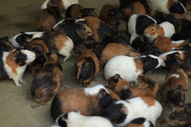 Beyaz arka planda bir grup sevimli paskalya tavşanı. Beyaz arka planda sevimli tüylü tavşan, Paskalya Festivali 'nin hayvan sembolü. Mutlu yıllar 2023, Tavşan Yılı.