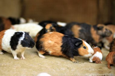 Beyaz arka planda bir grup sevimli paskalya tavşanı. Beyaz arka planda sevimli tüylü tavşan, Paskalya Festivali 'nin hayvan sembolü. Mutlu yıllar 2023, Tavşan Yılı.