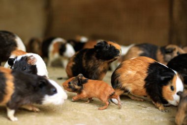 Beyaz arka planda bir grup sevimli paskalya tavşanı. Beyaz arka planda sevimli tüylü tavşan, Paskalya Festivali 'nin hayvan sembolü. Mutlu yıllar 2023, Tavşan Yılı.