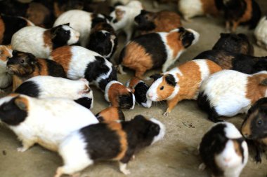 Beyaz arka planda bir grup sevimli paskalya tavşanı. Beyaz arka planda sevimli tüylü tavşan, Paskalya Festivali 'nin hayvan sembolü. Mutlu yıllar 2023, Tavşan Yılı.