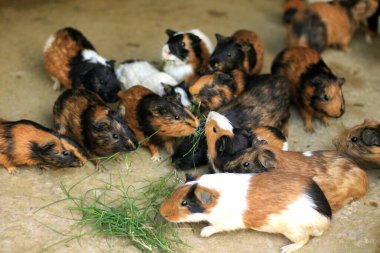 Beyaz arka planda bir grup sevimli paskalya tavşanı. Beyaz arka planda sevimli tüylü tavşan, Paskalya Festivali 'nin hayvan sembolü. Mutlu yıllar 2023, Tavşan Yılı.