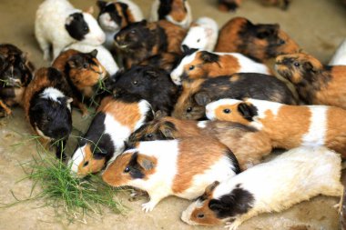 Beyaz arka planda bir grup sevimli paskalya tavşanı. Beyaz arka planda sevimli tüylü tavşan, Paskalya Festivali 'nin hayvan sembolü. Mutlu yıllar 2023, Tavşan Yılı.