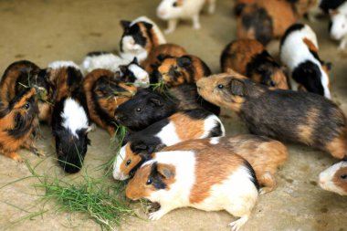 Beyaz arka planda bir grup sevimli paskalya tavşanı. Beyaz arka planda sevimli tüylü tavşan, Paskalya Festivali 'nin hayvan sembolü. Mutlu yıllar 2023, Tavşan Yılı.