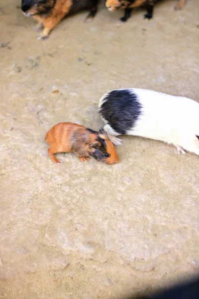 Beyaz arka planda bir grup sevimli paskalya tavşanı. Beyaz arka planda sevimli tüylü tavşan, Paskalya Festivali 'nin hayvan sembolü. Mutlu yıllar 2023, Tavşan Yılı.