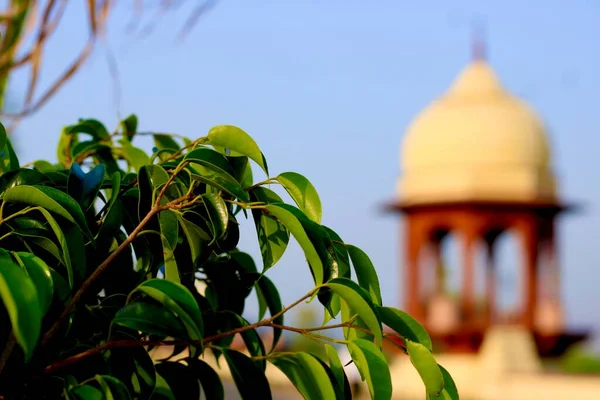 Bahçedeki güzel çiçekler