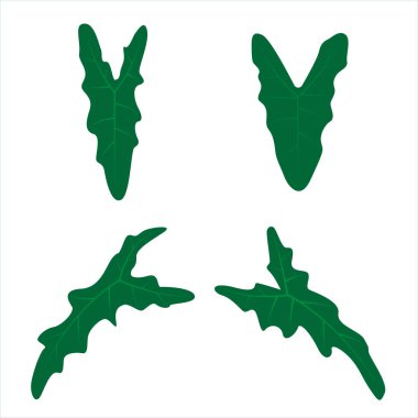 Monstera adansonii yaprak seti, tropikal yaprak yaprakları