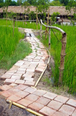 Evle pirinç tarlaları arasında tuğlalarla döşenmiş bir yol..
