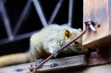 Pencerenin yanında sincap oynuyor. sincaba odaklan..
