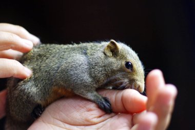 Küçük sincap, sahibine tırmanarak oyun oynuyor. sincaba odaklan..