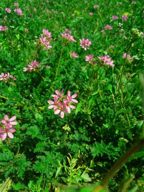 İlk bahar çiçekleri