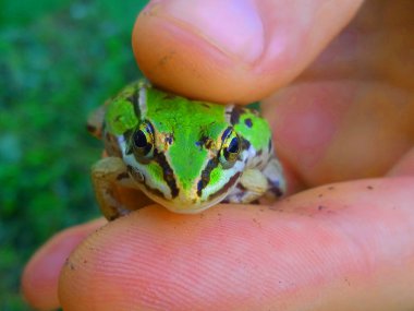 A beautiful little green frog