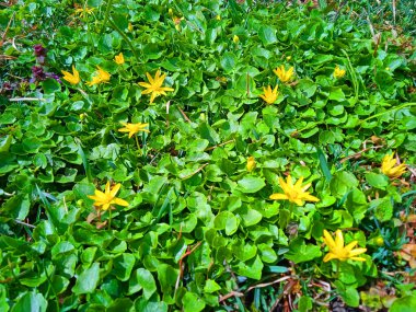 A bush of primroses in the valley