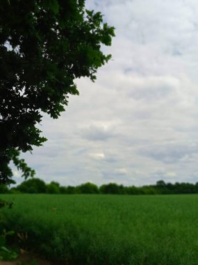 View of the forest strip