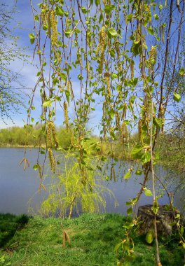 A birch tree that has opened its buds
