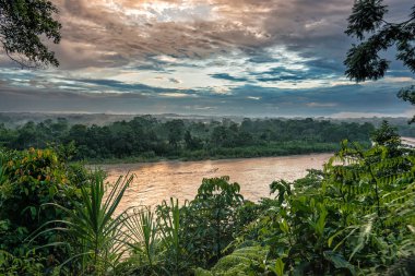 Panorama top view on the Napo river during sunset and beautiful golden reflection on the water and lush vegetation. Napo river is one of Ecuador's physical features and a tributary to the Amazon River clipart