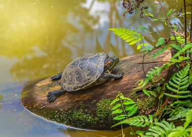 Terrapin Arrau kaplumbağası nehir suyuyla kaplanmamış bir kütüğün üzerinde güneşleniyor. Hayvan kafasını kabuğunun dışına çıkardı. Suda güneşin çok güzel yansımaları var.