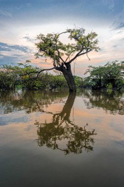 Günbatımında gökyüzü, epifiklerle kaplı yalnız bir makrobiyum akasifiyoma karşı ve Amazon Cuyabeno Milli Parkı 'ndaki Laguna Grande' nin igapo bataklıklarının sakin sularına yansıyor.