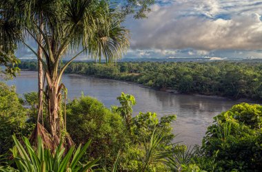 Top view on the Napo River, a tributary to the Amazon River, and the lush tropical vegetation with a palm tree in foreground. This river is one of Ecuador's Physical Features. It flows from the eastern slopes of the Andes in Ecuador. Total length is  clipart