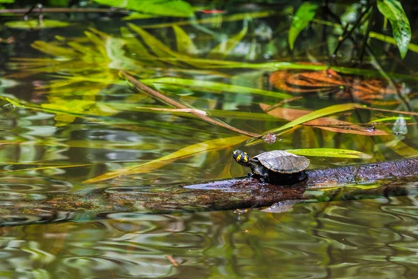 A long-lived side-necked turtle native to the Amazon rivers. Males and juvenile females have yellow head markings. These turtles spend time basking along the riverbanks and in calm waters.