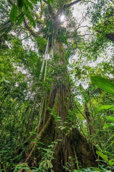 厄瓜多尔Cuyabeno国家公园亚马逊森林中的一棵高大的西巴五芒树的低角度视图 它的支撑性根部清晰可见 太阳光穿透了树冠 — 图库照片