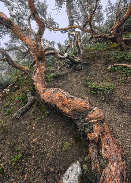 Evergreen Polylepis Tree Trunk Rocky Slopes Chimborazo Volcano Polylepis Trees — Stock Photo, Image