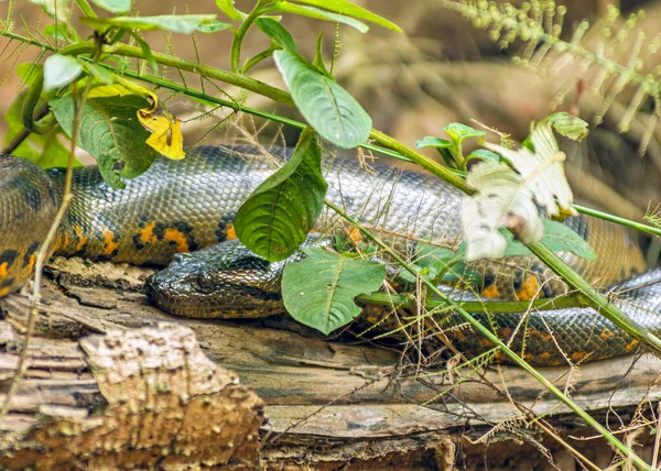 Cuyabeno Amazon Ulusal Parkı 'ndaki ağaçlara yaslanan Yeşil Anakonda Yılanı (Eunectes murinus)