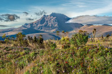 Cotopaxi Ulusal Parkı 'ndaki kayalık Sincholagua volkanı mavi gökyüzü ve ön planda çiçek açan Andean Paramo bitki örtüsüyle aydınlık bir günde