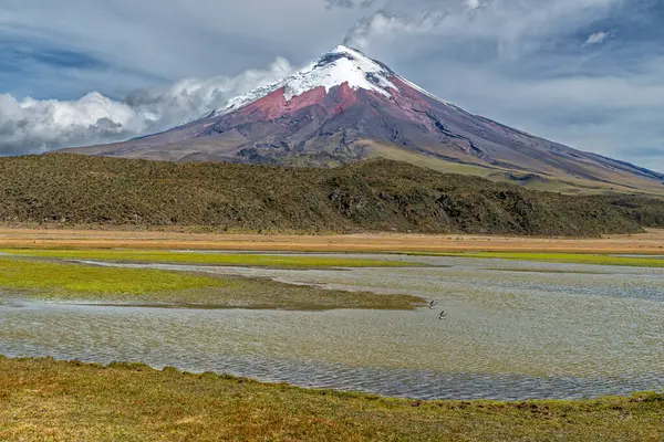 stock image Cotopaxi volcano in activity with a steam column above his crater and the Limpiopungo marsh with birds in foreground