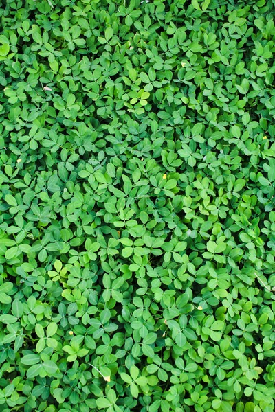 stock image various kinds of ornamental plants in the city park