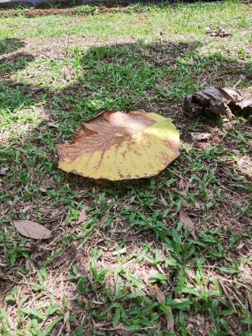 Ağaçlardan düşen kuru yapraklar yere saçılmış.