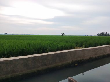 Beyaz bulutlarla kaplı günbatımı ve kırsal pirinç tarlaları