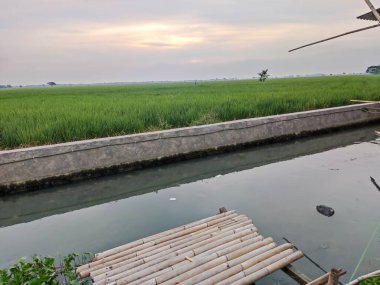 Beyaz bulutlarla kaplı günbatımı ve kırsal pirinç tarlaları