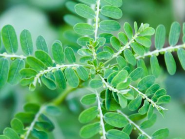 seçici odak otu (gulma) arkaplan bulanıklığı