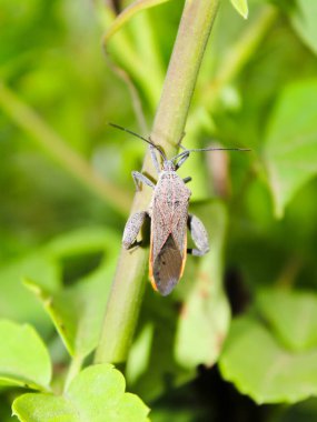 Vahşi bir bitki arka planındaki cırcır böceklerinin bulanık fotoğrafı
