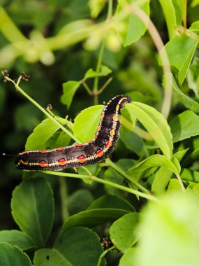 Ordo Lepidoptera (ulat bulu) arkaplan bulanıklaştırıcısının seçici odağı