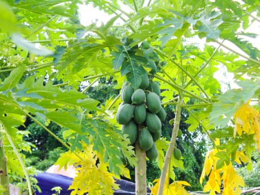 Papaya ağaçları hala olgunlaşmamış ve çiftçiler tarafından hasat edilemiyor.