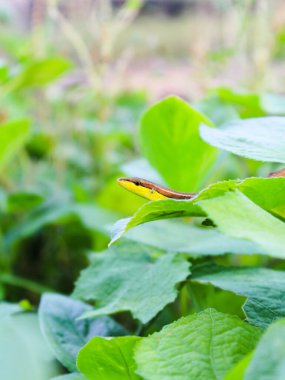 Lacertidae 'nin bulanık arkaplan fotoğrafı (uzun kuyruklu çim kertenkelesi) yabani bitkiler.