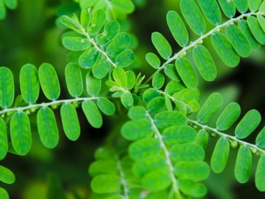 seçici odak otu (gulma) arkaplan bulanıklığı